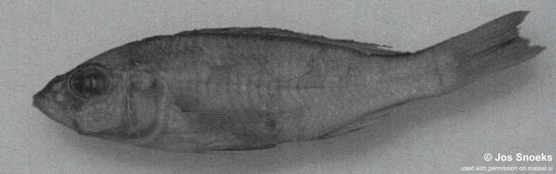 Sciaenochromis sp. 'small interorbital' Wissmann Bay